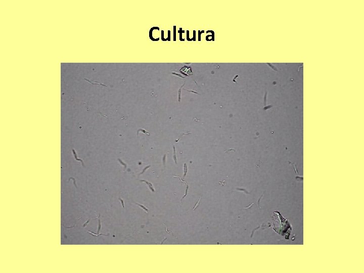 Cultura 