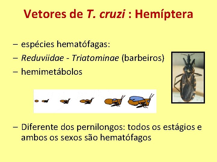 Vetores de T. cruzi : Hemíptera – espécies hematófagas: – Reduviidae - Triatominae (barbeiros)
