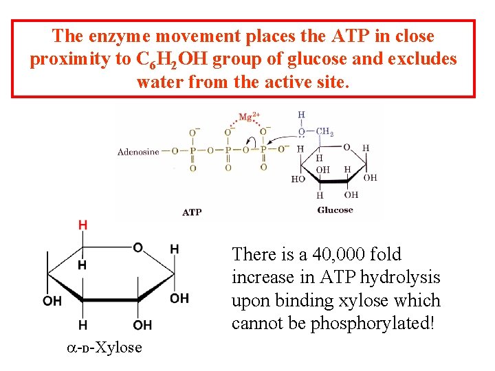 The enzyme movement places the ATP in close proximity to C 6 H 2