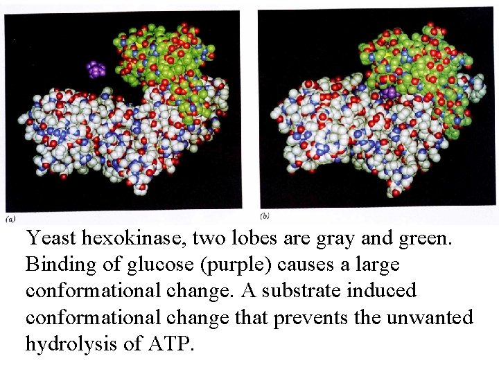 Yeast hexokinase, two lobes are gray and green. Binding of glucose (purple) causes a