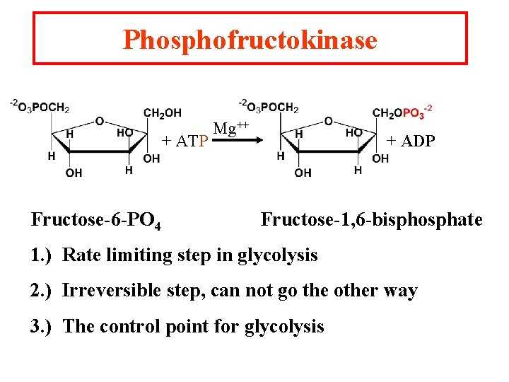 Phosphofructokinase + ATP Fructose-6 -PO 4 Mg++ + ADP Fructose-1, 6 -bisphosphate 1. )