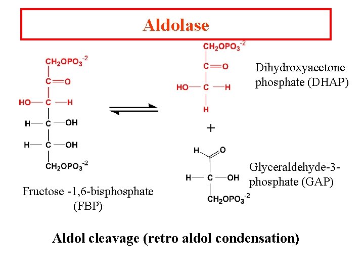 Aldolase Dihydroxyacetone phosphate (DHAP) + Fructose -1, 6 -bisphosphate (FBP) Glyceraldehyde-3 phosphate (GAP) Aldol