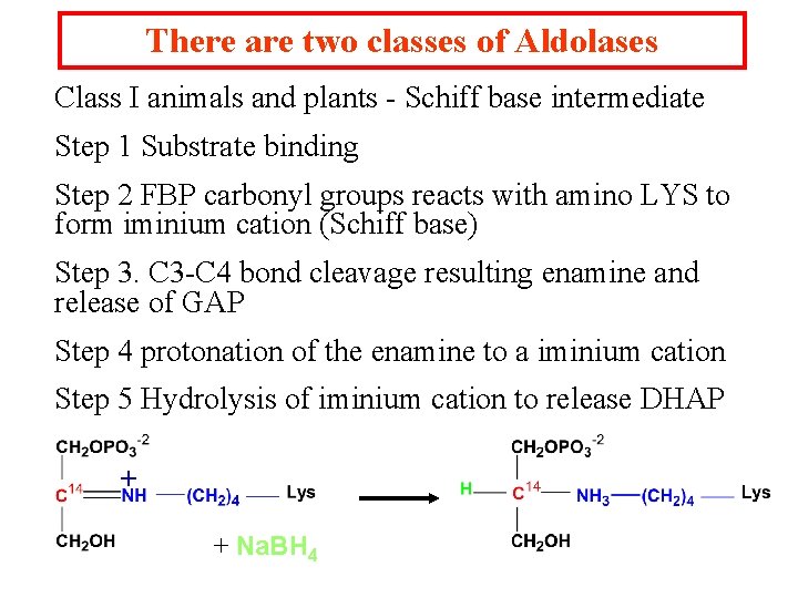 There are two classes of Aldolases Class I animals and plants - Schiff base