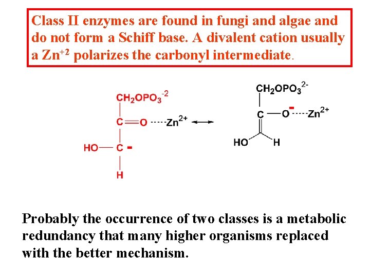 Class II enzymes are found in fungi and algae and do not form a