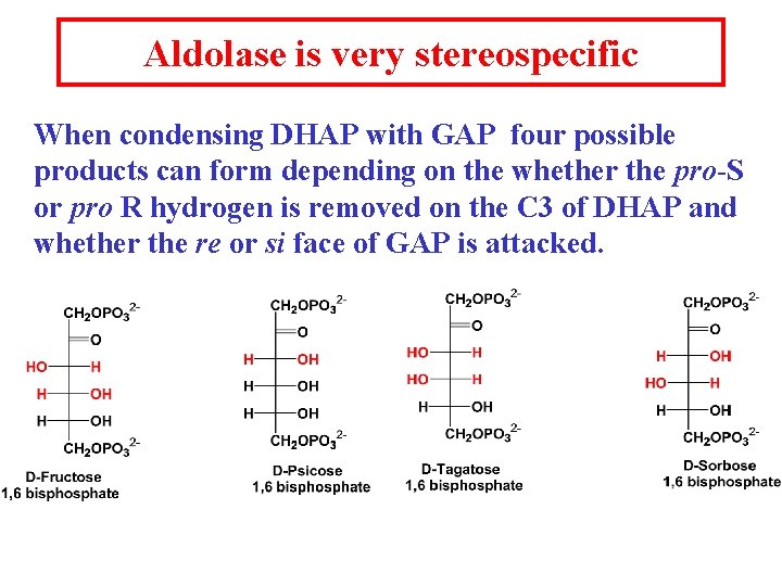 Aldolase is very stereospecific When condensing DHAP with GAP four possible products can form