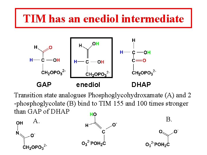 TIM has an enediol intermediate GAP enediol DHAP Transition state analogues Phosphoglycohydroxamate (A) and