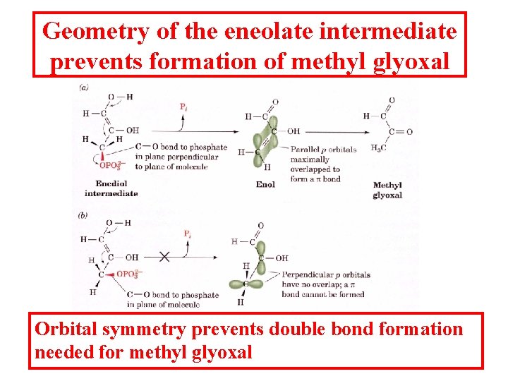 Geometry of the eneolate intermediate prevents formation of methyl glyoxal Orbital symmetry prevents double