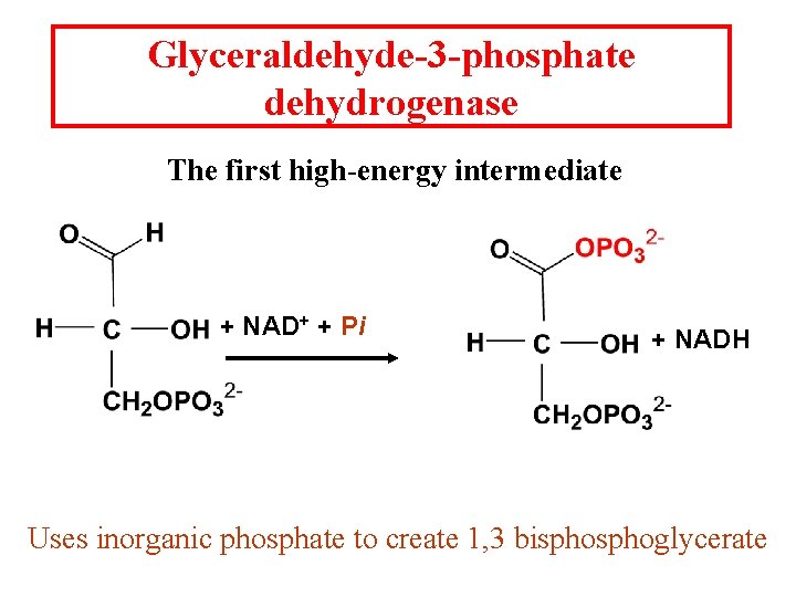 Glyceraldehyde-3 -phosphate dehydrogenase The first high-energy intermediate + NAD+ + Pi + NADH Uses