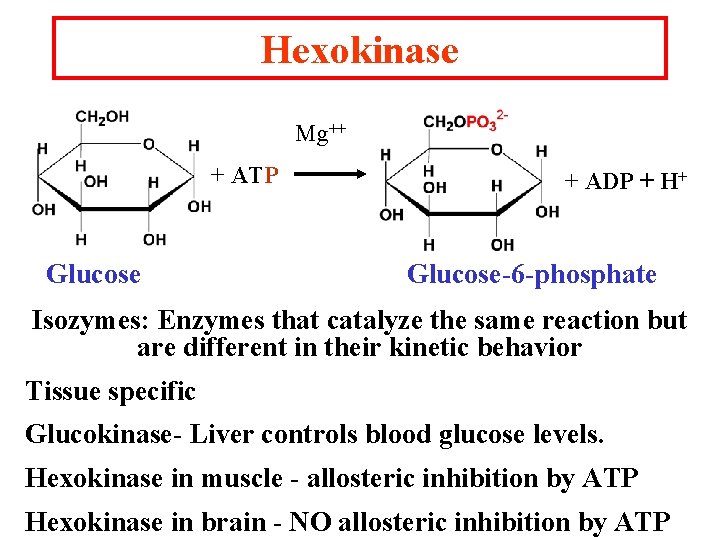 Hexokinase Mg++ + ATP Glucose + ADP + H+ Glucose-6 -phosphate Isozymes: Enzymes that