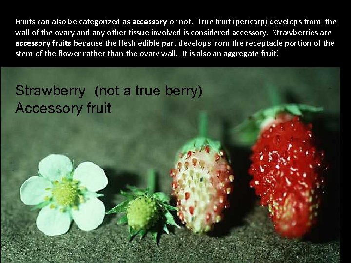 Fruits can also be categorized as accessory or not. True fruit (pericarp) develops from