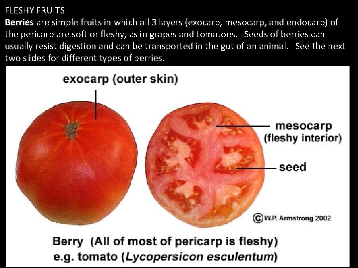 FLESHY FRUITS Berries are simple fruits in which all 3 layers (exocarp, mesocarp, and