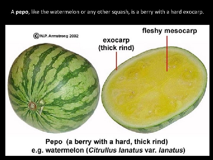 A pepo, like the watermelon or any other squash, is a berry with a
