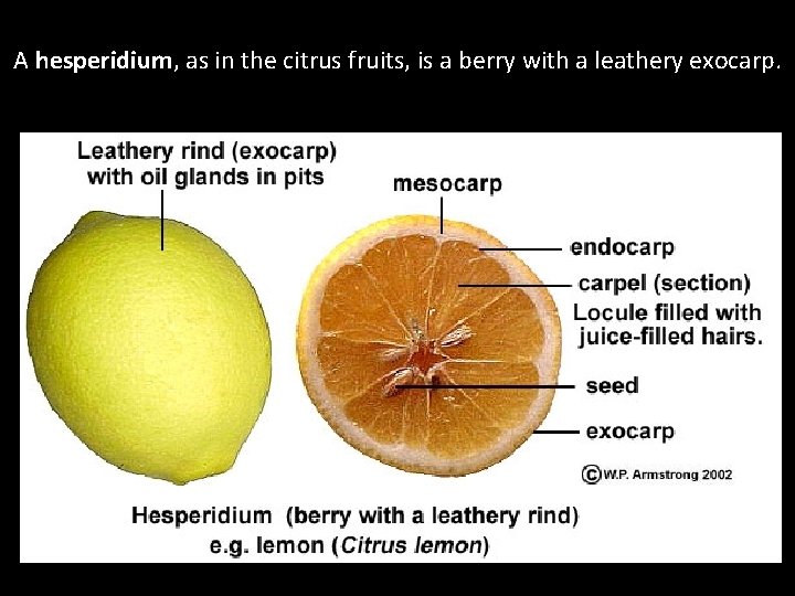 A hesperidium, as in the citrus fruits, is a berry with a leathery exocarp.