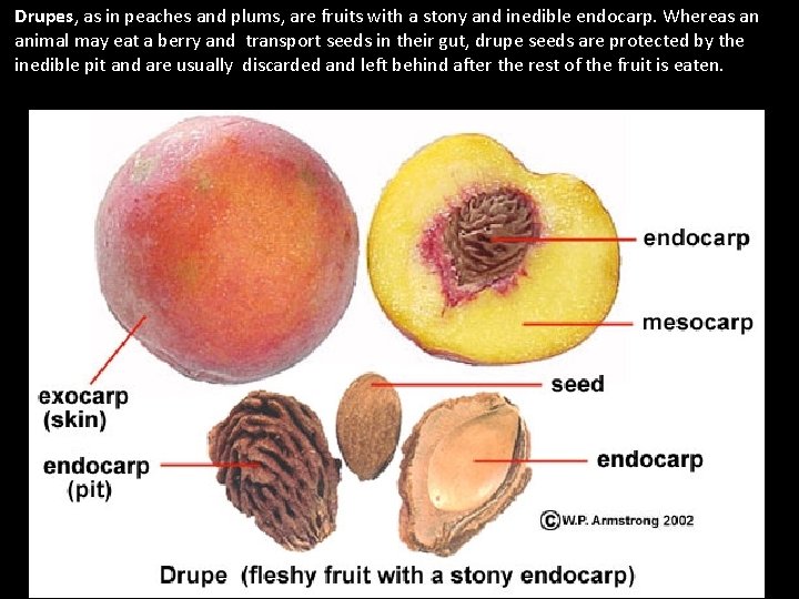 Drupes, as in peaches and plums, are fruits with a stony and inedible endocarp.