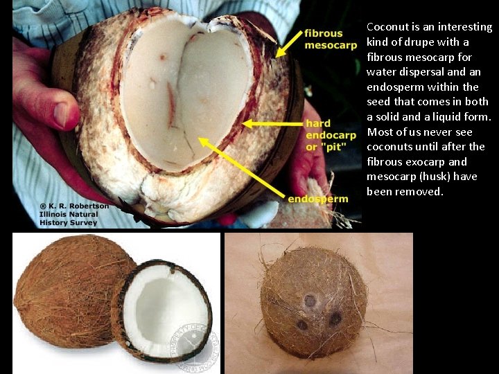 Coconut is an interesting kind of drupe with a fibrous mesocarp for water dispersal