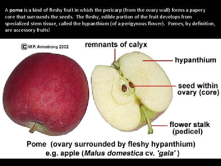 A pome is a kind of fleshy fruit in which the pericarp (from the