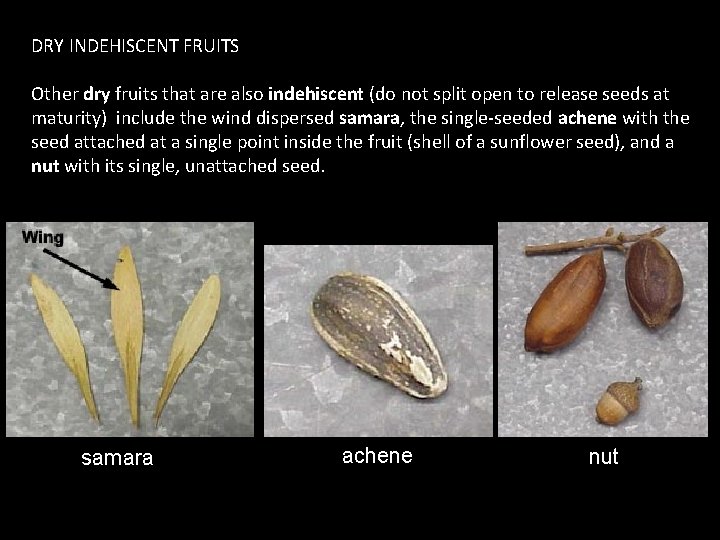 DRY INDEHISCENT FRUITS Other dry fruits that are also indehiscent (do not split open