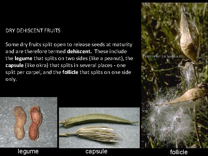 DRY DEHISCENT FRUITS Some dry fruits split open to release seeds at maturity and