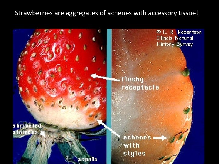 Strawberries are aggregates of achenes with accessory tissue! 