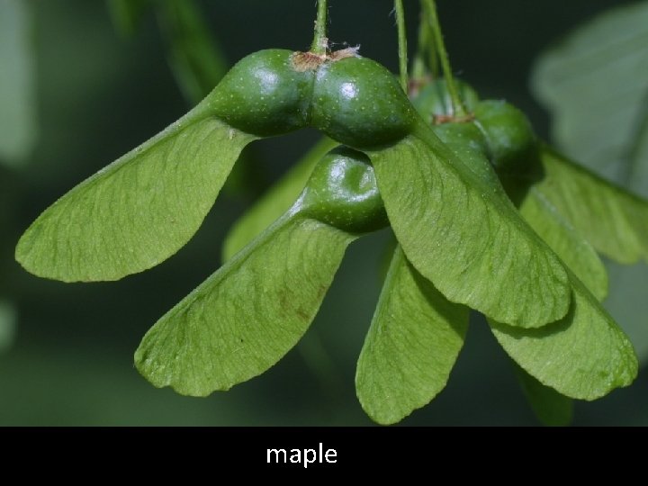 maple 