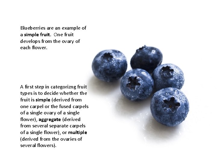 Blueberries are an example of a simple fruit. One fruit develops from the ovary