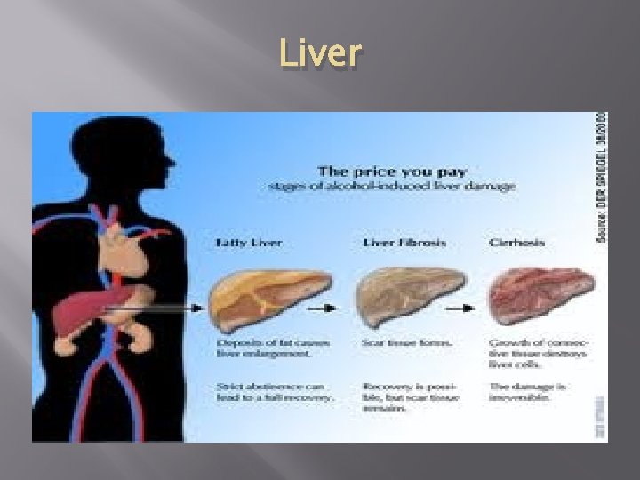 Liver 