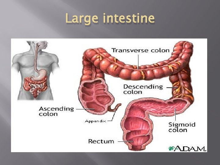 Large intestine 