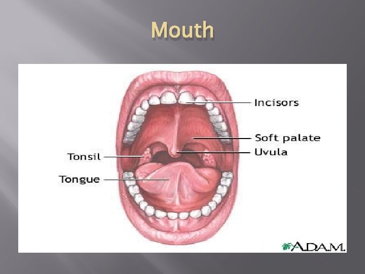 Mouth 