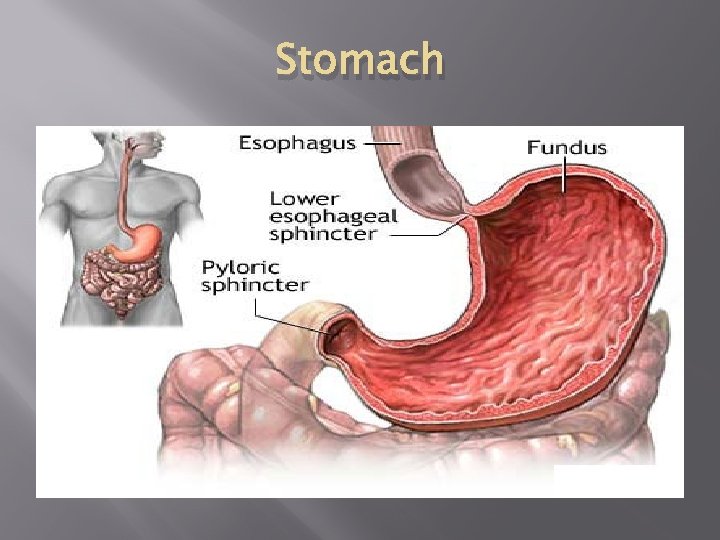 Stomach 