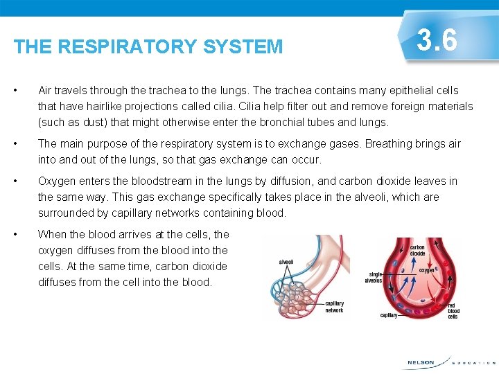 THE RESPIRATORY SYSTEM 3. 6 • Air travels through the trachea to the lungs.