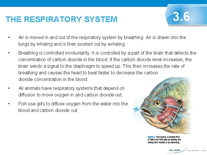 3. 6 THE RESPIRATORY SYSTEM • Air is moved in and out of the