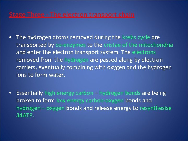 Stage Three - The electron transport chain • The hydrogen atoms removed during the