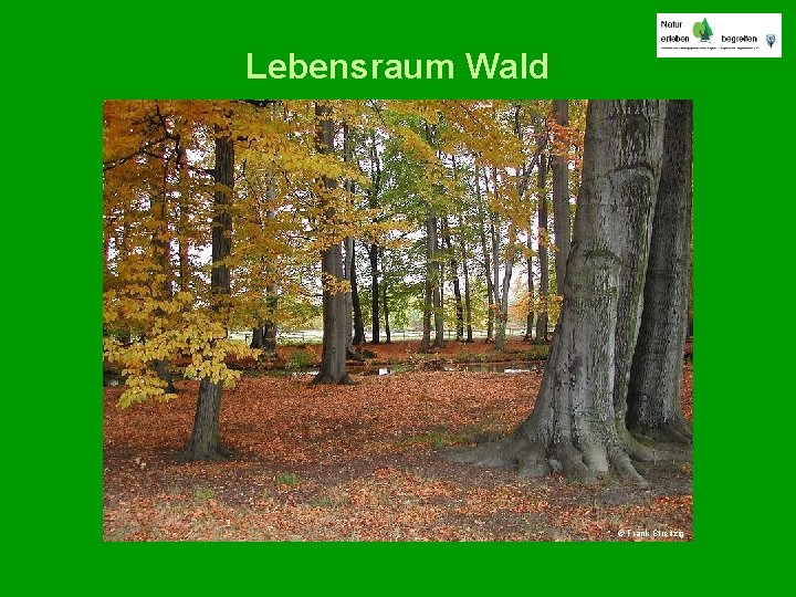 Lebensraum Wald © Frank Streitzig 