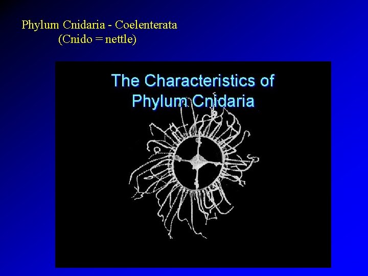 Phylum Cnidaria - Coelenterata (Cnido = nettle) 