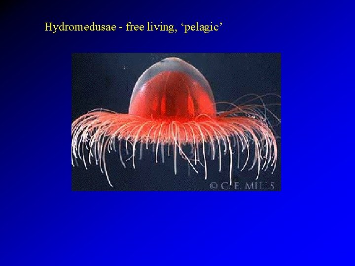 Hydromedusae - free living, ‘pelagic’ 