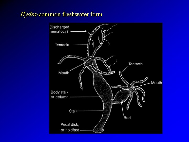 Hydra-common freshwater form 