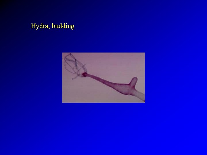 Hydra, budding 