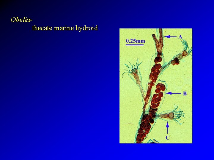 Obeliathecate marine hydroid 