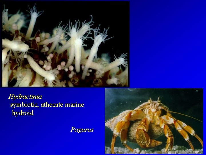 Hydractinia symbiotic, athecate marine hydroid Pagurus 