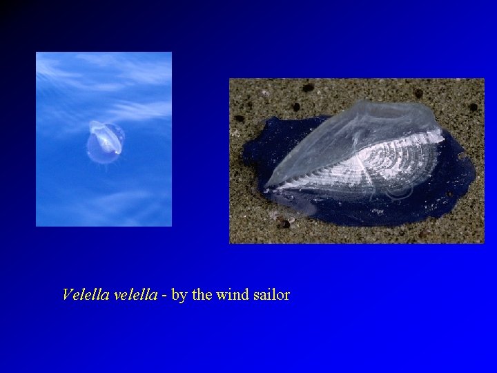 Velella velella - by the wind sailor 