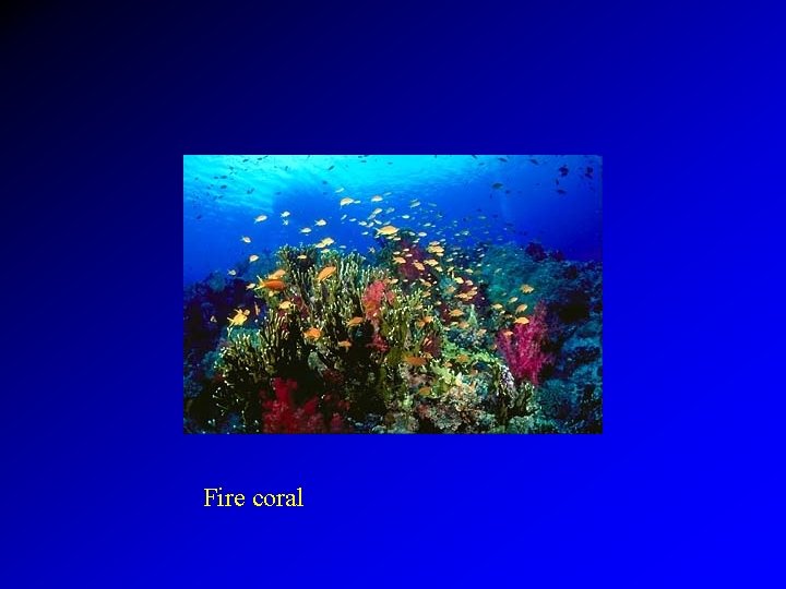 Fire coral 