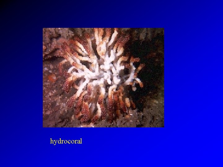 hydrocoral 