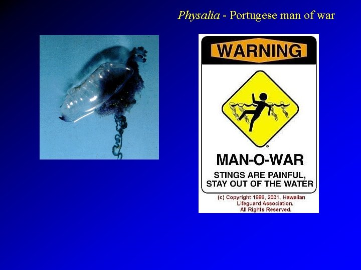 Physalia - Portugese man of war 