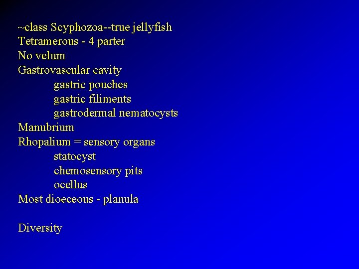~class Scyphozoa--true jellyfish Tetramerous - 4 parter No velum Gastrovascular cavity gastric pouches gastric