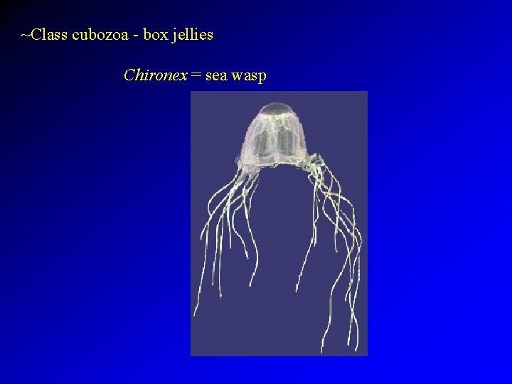 ~Class cubozoa - box jellies Chironex = sea wasp 