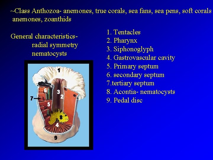 ~Class Anthozoa- anemones, true corals, sea fans, sea pens, soft corals anemones, zoanthids General
