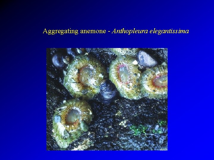 Aggregating anemone - Anthopleura elegantissima 