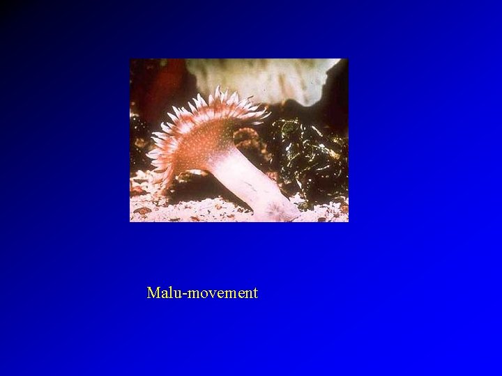 Malu-movement 