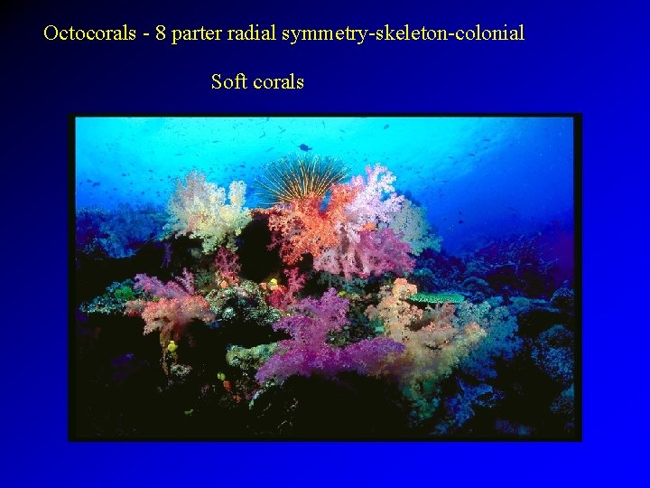 Octocorals - 8 parter radial symmetry-skeleton-colonial Soft corals 