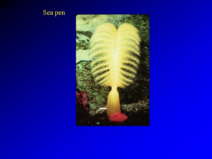 Sea pen 